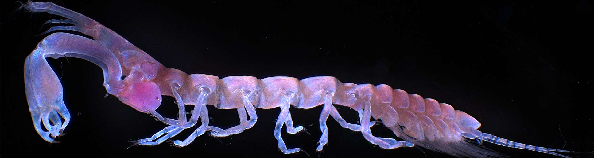 Image of am unknown, stunning marine crustacean