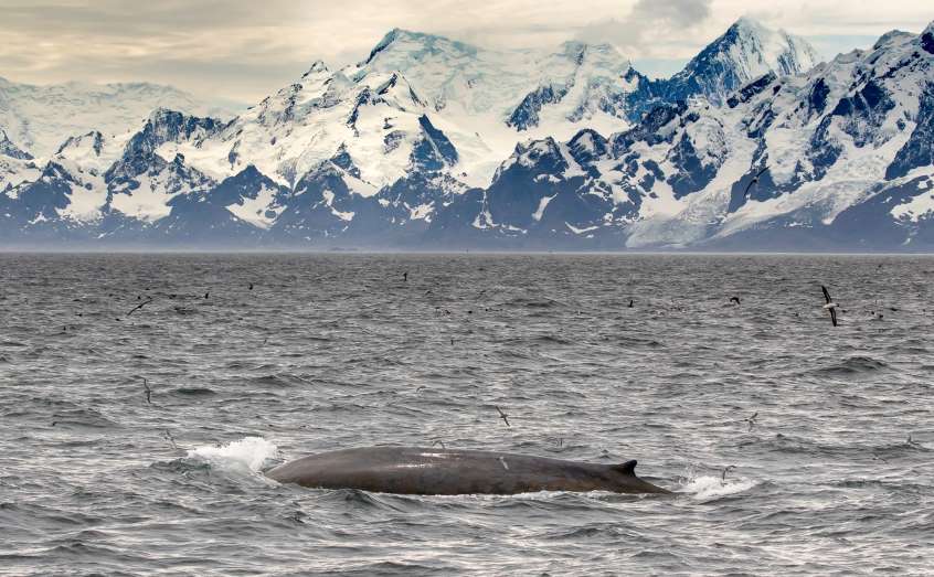 An Antarctic blue whale surfaces off South Georgia. Photo: Amy Kennedy