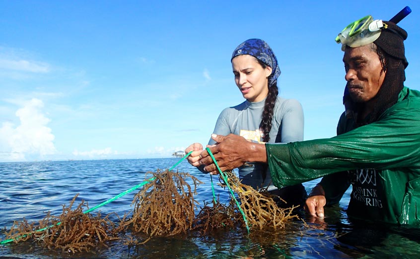 The global seaweed industry supports more than six million farmers