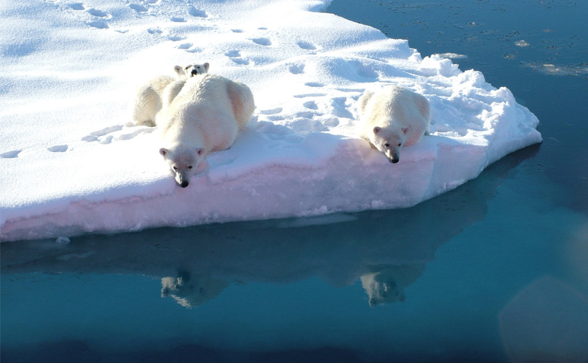 Polar bear diets rely heavily on algae that grows on the underside of diminishing sea ice