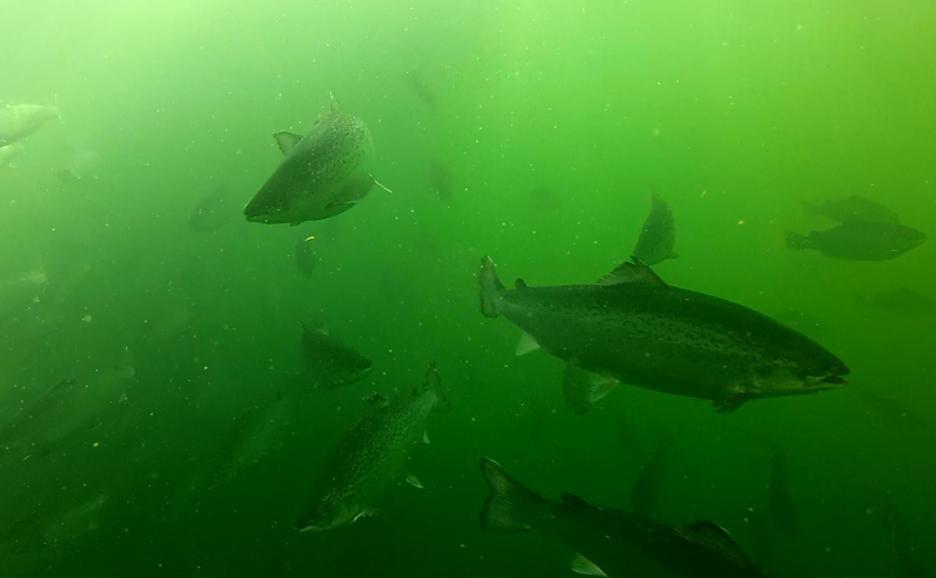 The study used farmed salmon biomass in Scottish marine waters to calculate nutrient load added to the water column from fish farms